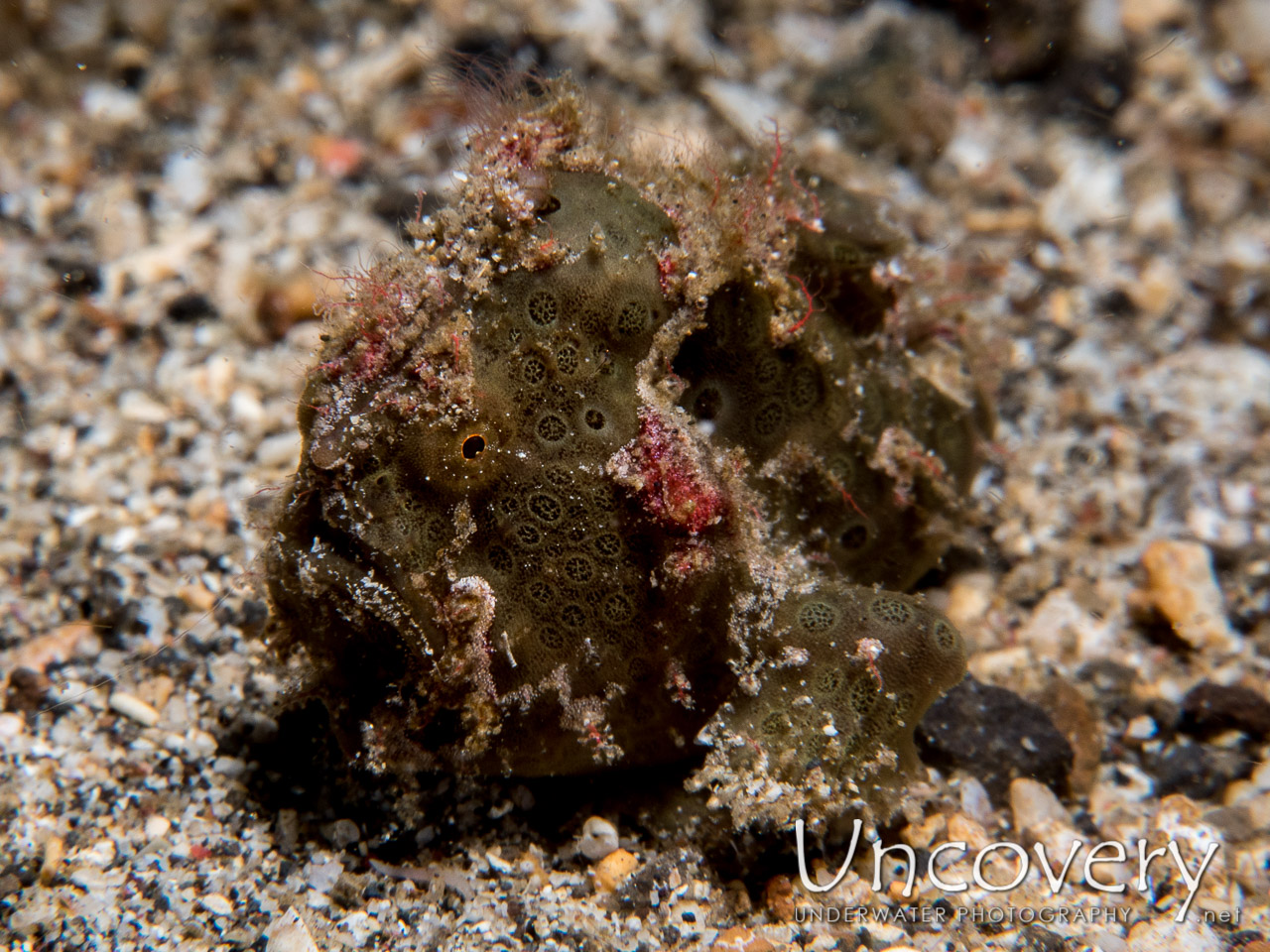 Painted Frogfish (antennarius Pictus), photo taken in Indonesia, North Sulawesi, Lembeh Strait, Critter Hunt