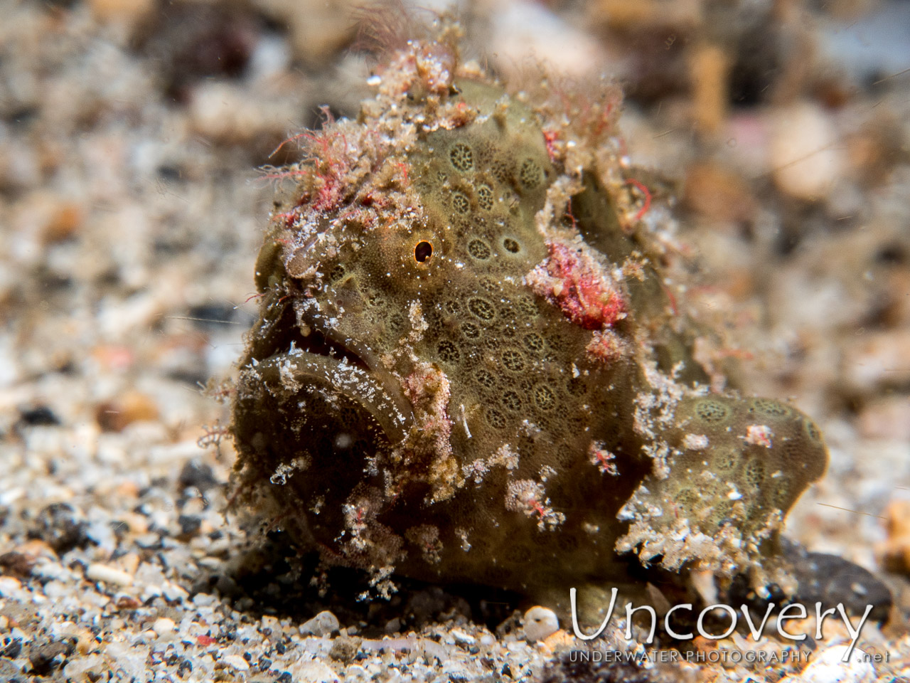 Painted Frogfish (antennarius Pictus), photo taken in Indonesia, North Sulawesi, Lembeh Strait, Critter Hunt