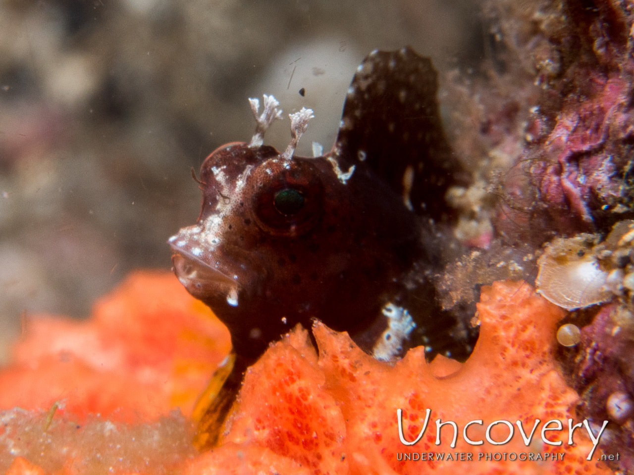 Starry Blenny, photo taken in Indonesia, North Sulawesi, Lembeh Strait, Critter Hunt