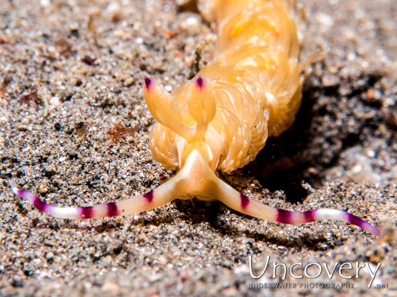 Nudibranch, photo taken in Indonesia, North Sulawesi, Lembeh Strait, Aer Bajo 3