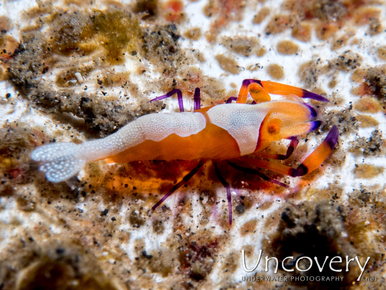 Emperor Shrimp (periclimenes Imperator), photo taken in Indonesia, North Sulawesi, Lembeh Strait, Jahir 1