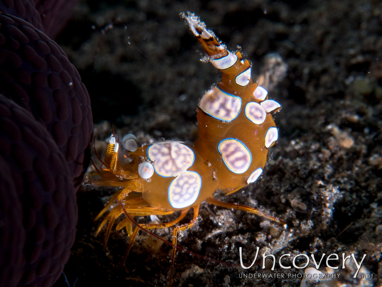 Sexy Shrimp (thor Amboinensis), photo taken in Indonesia, North Sulawesi, Lembeh Strait, Aer Bajo 3