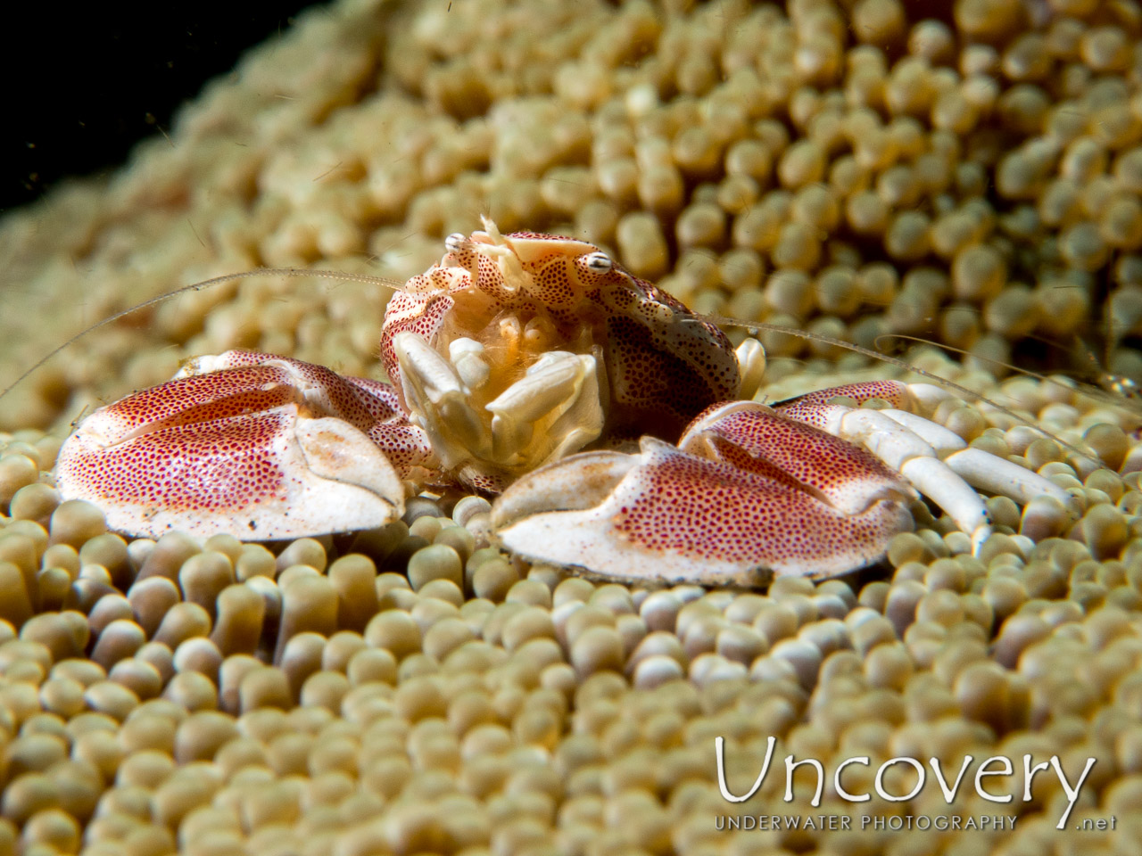 Spotted Porcelain Crab (neopetrolisthes Maculatus), photo taken in Indonesia, North Sulawesi, Lembeh Strait, Jahir 1
