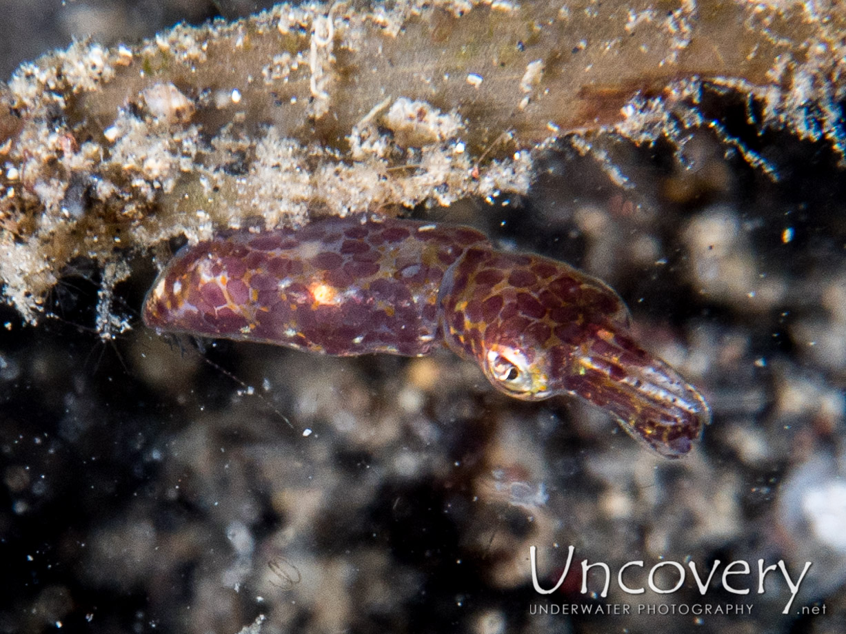 Pygmy Squid (idiosepius Paradoxus), photo taken in Indonesia, North Sulawesi, Lembeh Strait, Jahir 1