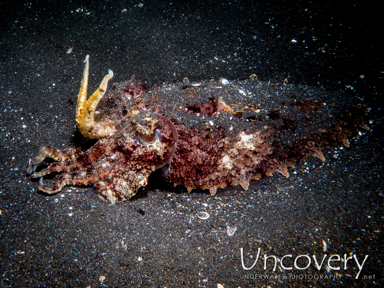 Broadclub Cuttlefish (sepia Latimanus), photo taken in Indonesia, North Sulawesi, Lembeh Strait, Aer Bajo 3