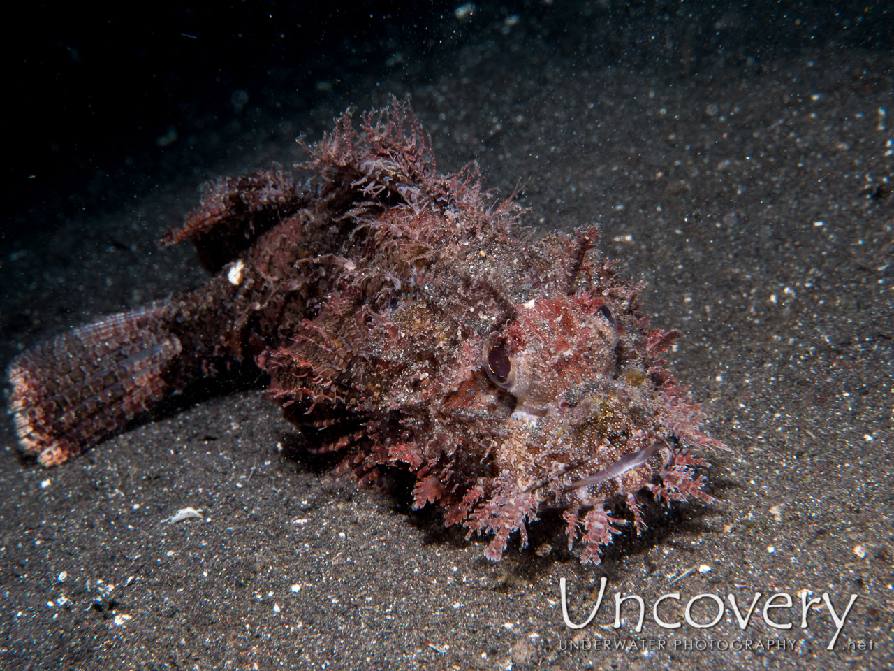 Scorpionfish shot in Indonesia|North Sulawesi|Lembeh Strait|Aer Bajo 3