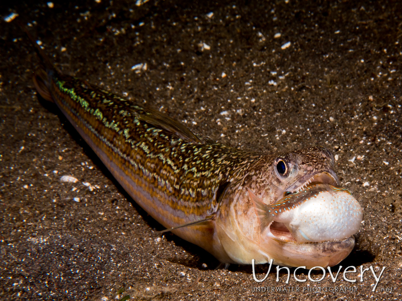 Snakefish (trachinocephalus Myops), photo taken in Indonesia, North Sulawesi, Lembeh Strait, Aer Bajo 3