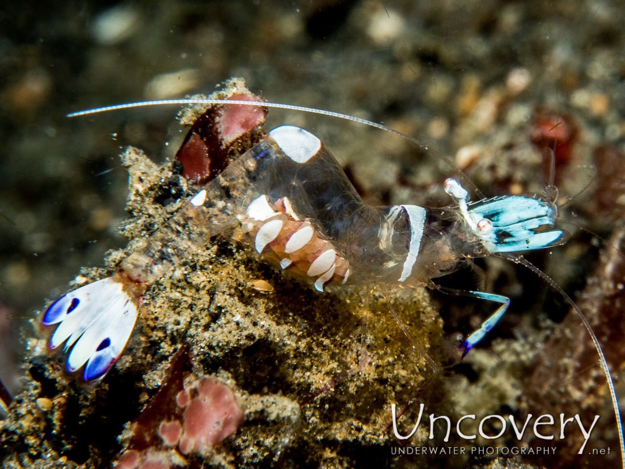 Commensal Shrimp, photo taken in Indonesia, North Sulawesi, Lembeh Strait, Aer Prang 2