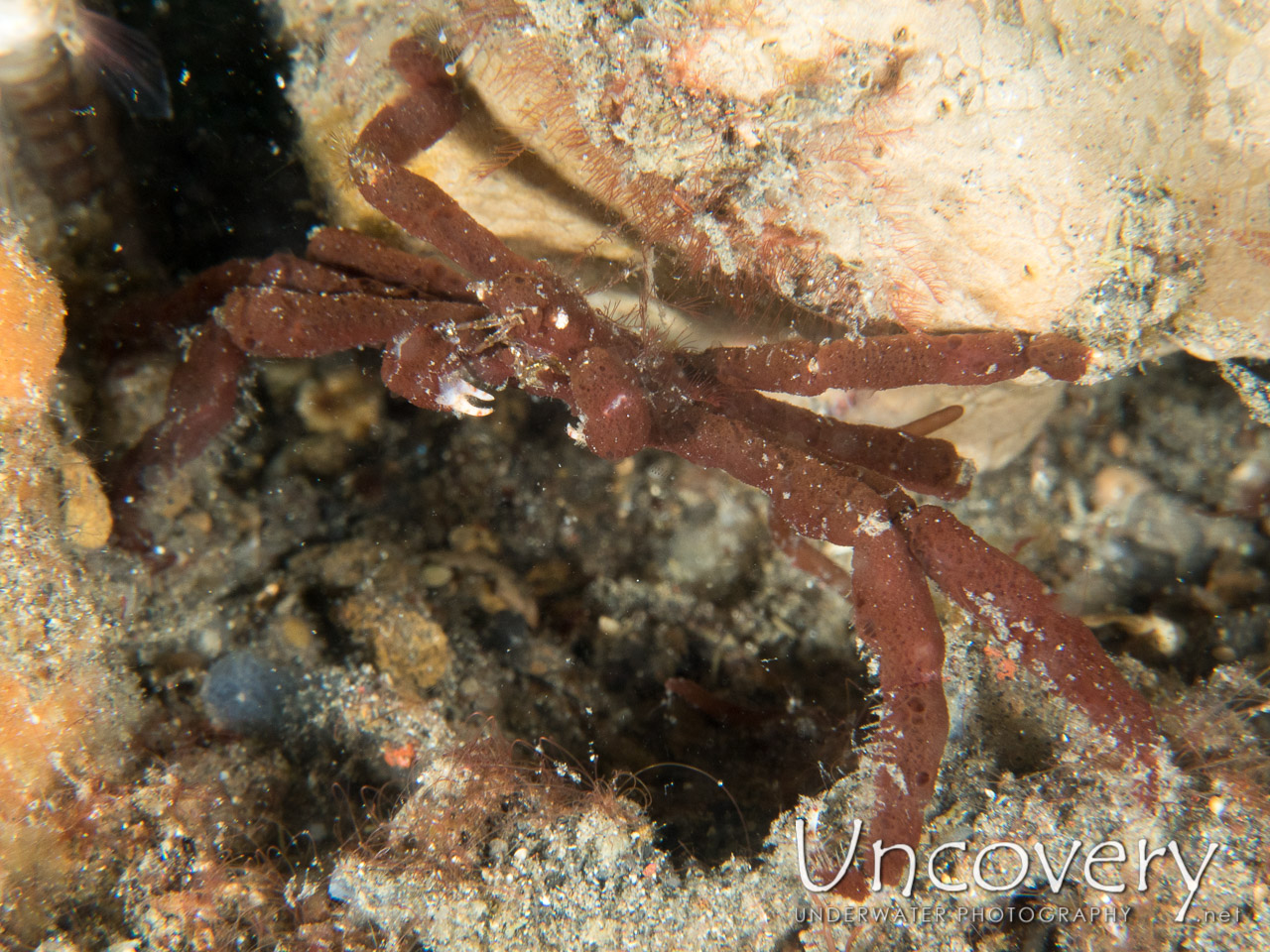 Sponge Spider Crab (oncinopus Sp. 2), photo taken in Indonesia, North Sulawesi, Lembeh Strait, Aer Prang 2