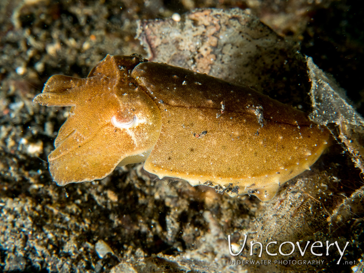 Pygmy Cuttlefish (sepia Bandensis) shot in Indonesia|North Sulawesi|Lembeh Strait|Aer Prang 2