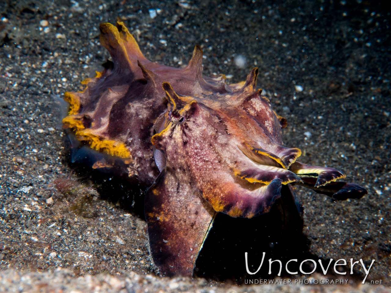 Flamboyant Cuttlefish (metasepia Pfefferi), photo taken in Indonesia, North Sulawesi, Lembeh Strait, Aer Prang 2