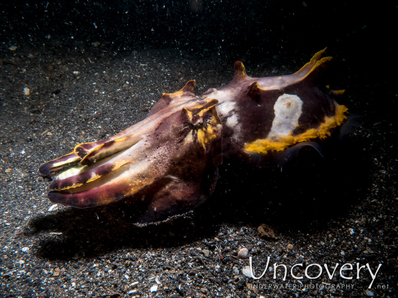Flamboyant Cuttlefish (metasepia Pfefferi), photo taken in Indonesia, North Sulawesi, Lembeh Strait, Aer Prang 2