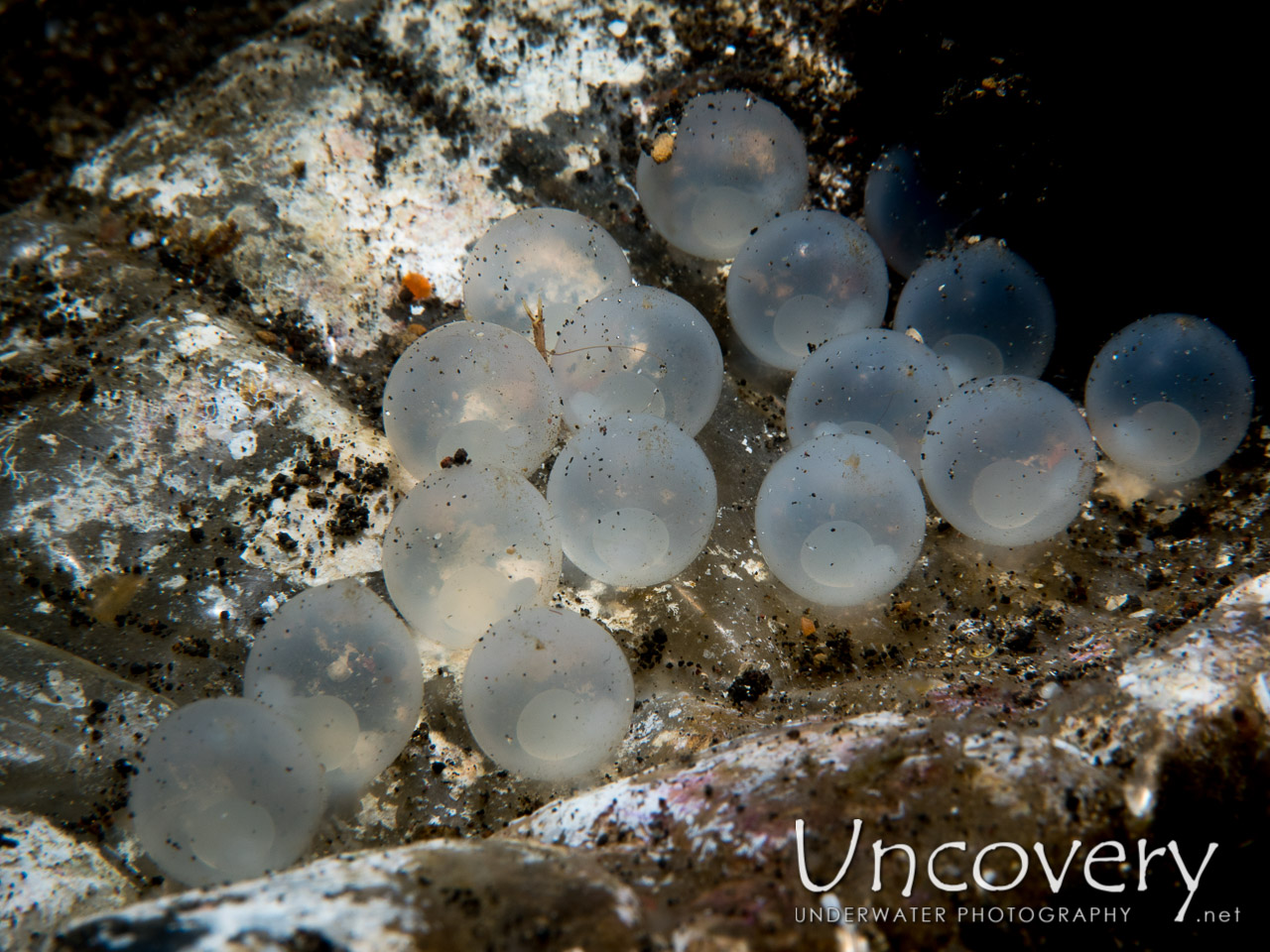 Eggs, Flamboyant Cuttlefish (metasepia Pfefferi), photo taken in Indonesia, North Sulawesi, Lembeh Strait, Aer Prang 2