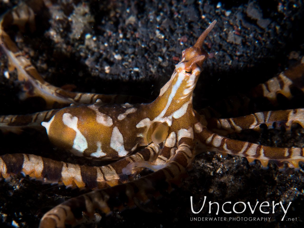 Wonderpus Octopus (wunderpus Photogenicus), photo taken in Indonesia, North Sulawesi, Lembeh Strait, Aer Prang 2