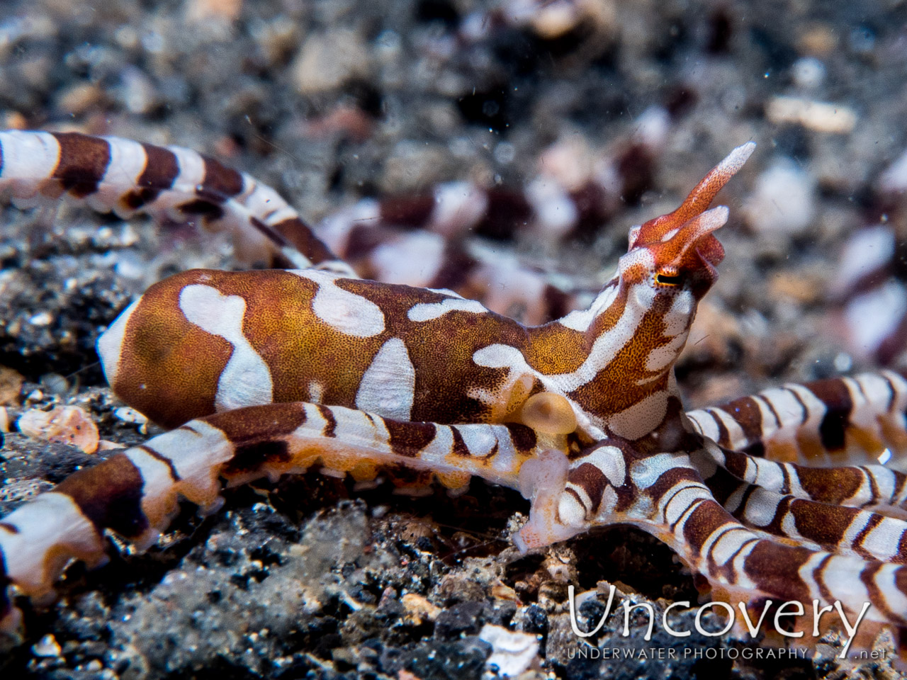 Wonderpus Octopus (wunderpus Photogenicus), photo taken in Indonesia, North Sulawesi, Lembeh Strait, Aer Prang 2