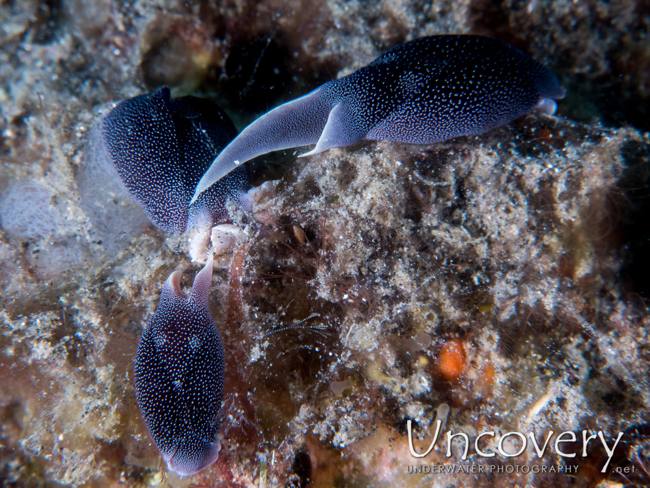 Cowrie shot in Indonesia|North Sulawesi|Lembeh Strait|Aer Prang 2