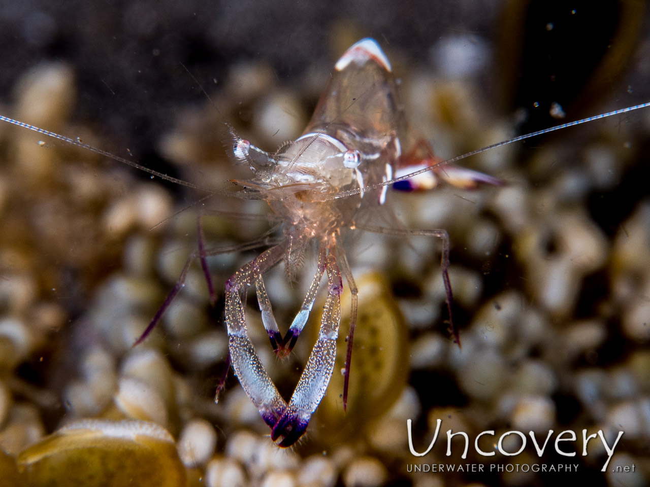 Commensal Shrimp, photo taken in Indonesia, North Sulawesi, Lembeh Strait, Aer Bajo 1