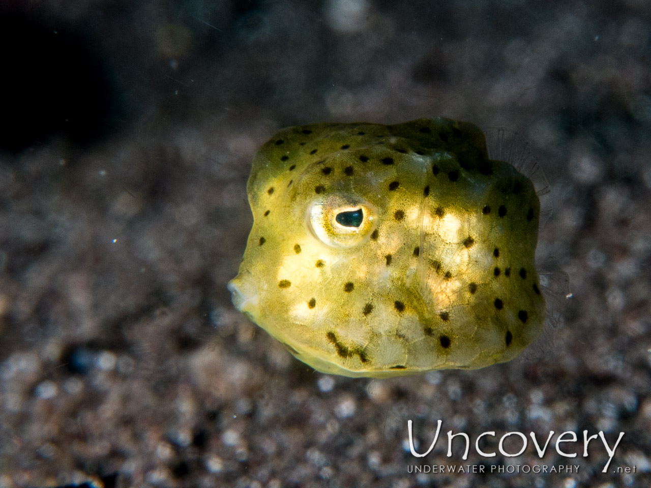 Yellow Boxfish (ostracion Cubicus), photo taken in Indonesia, North Sulawesi, Lembeh Strait, Aer Bajo 1