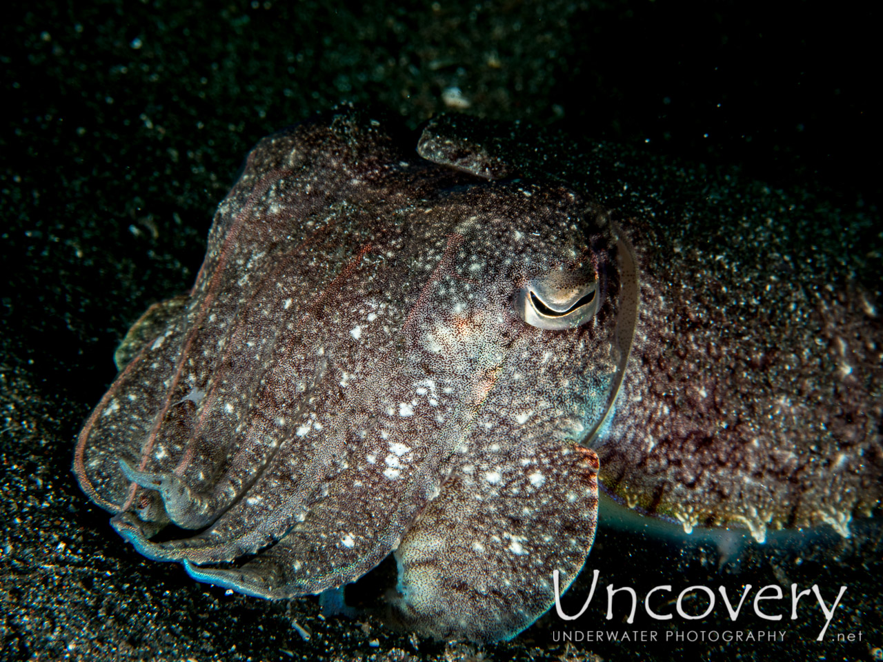 Broadclub Cuttlefish (sepia Latimanus), photo taken in Indonesia, North Sulawesi, Lembeh Strait, Aer Bajo 1