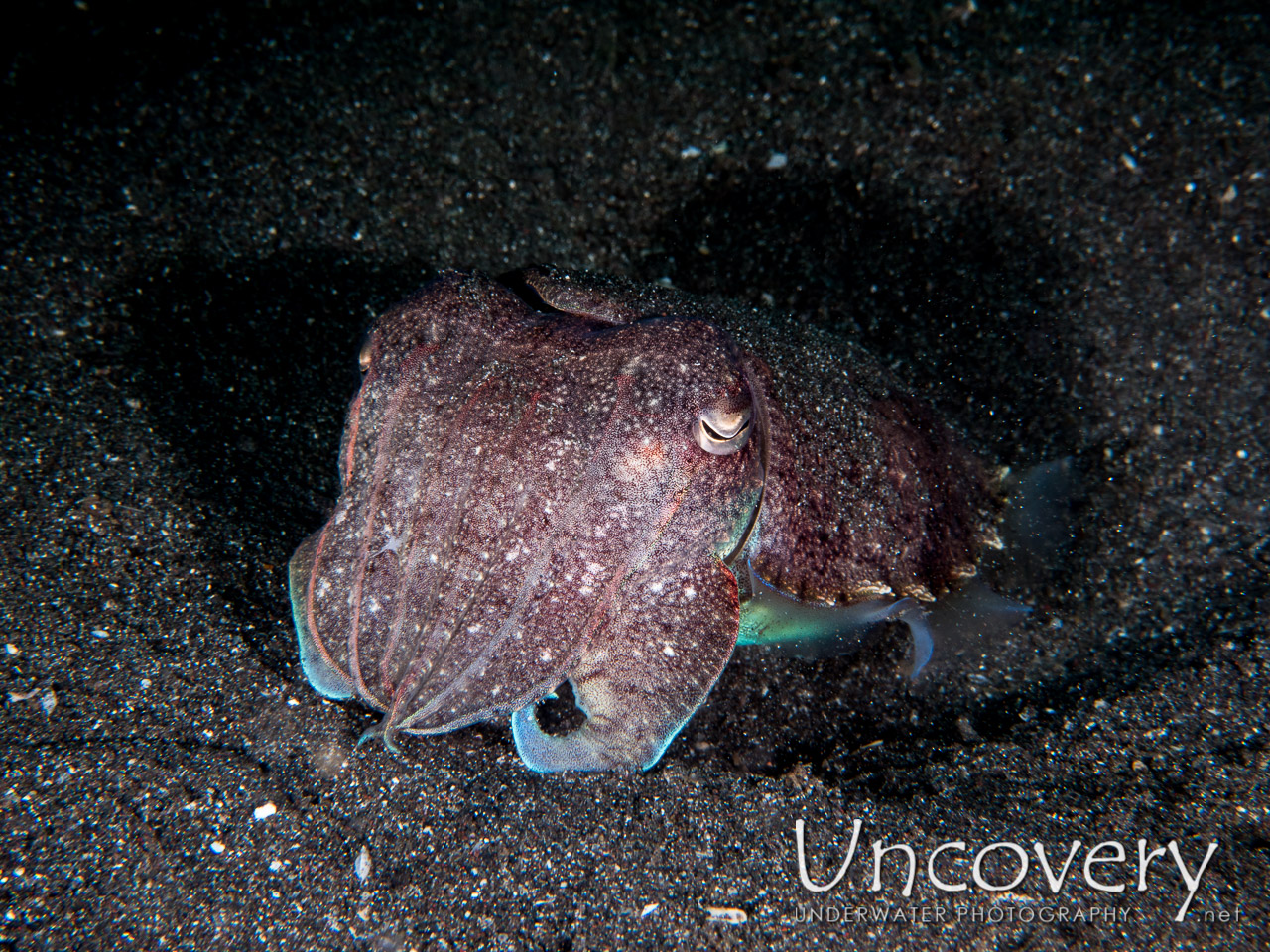 Broadclub Cuttlefish (sepia Latimanus), photo taken in Indonesia, North Sulawesi, Lembeh Strait, Aer Bajo 1