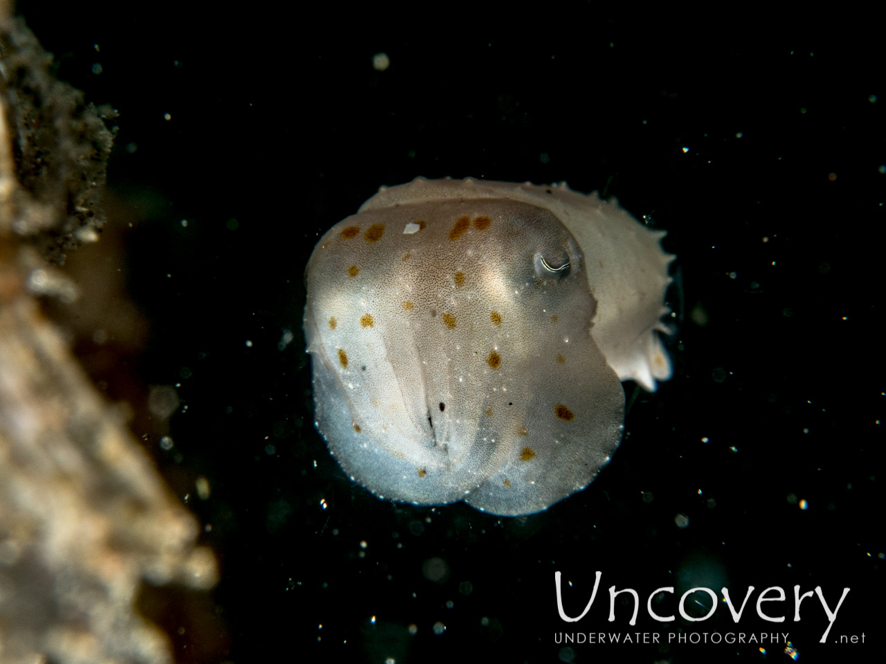 Pygmy Cuttlefish (sepia Bandensis) shot in Indonesia|North Sulawesi|Lembeh Strait|Aer Bajo 1