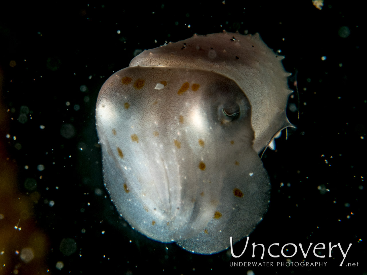 Pygmy Cuttlefish (sepia Bandensis) shot in Indonesia|North Sulawesi|Lembeh Strait|Aer Bajo 1