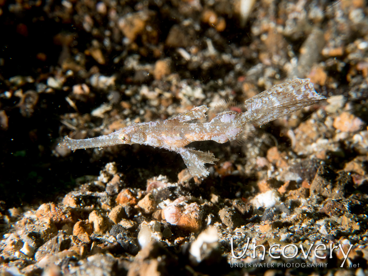 Robust Ghostpipefish (solenostomus Cyanopterus), photo taken in Indonesia, North Sulawesi, Lembeh Strait, Pante Parigi 1