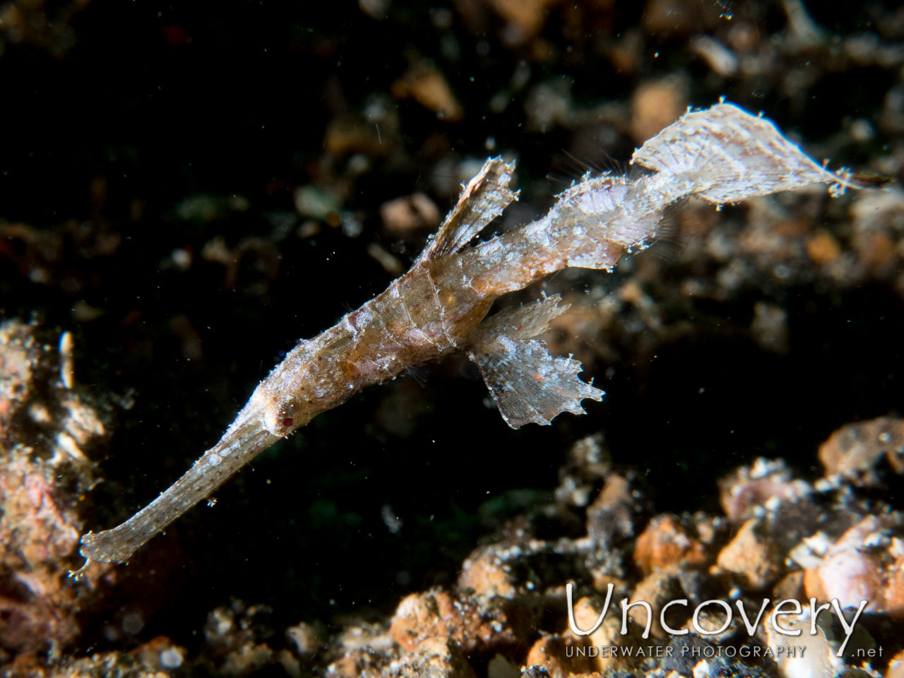 Robust Ghostpipefish (solenostomus Cyanopterus), photo taken in Indonesia, North Sulawesi, Lembeh Strait, Pante Parigi 1
