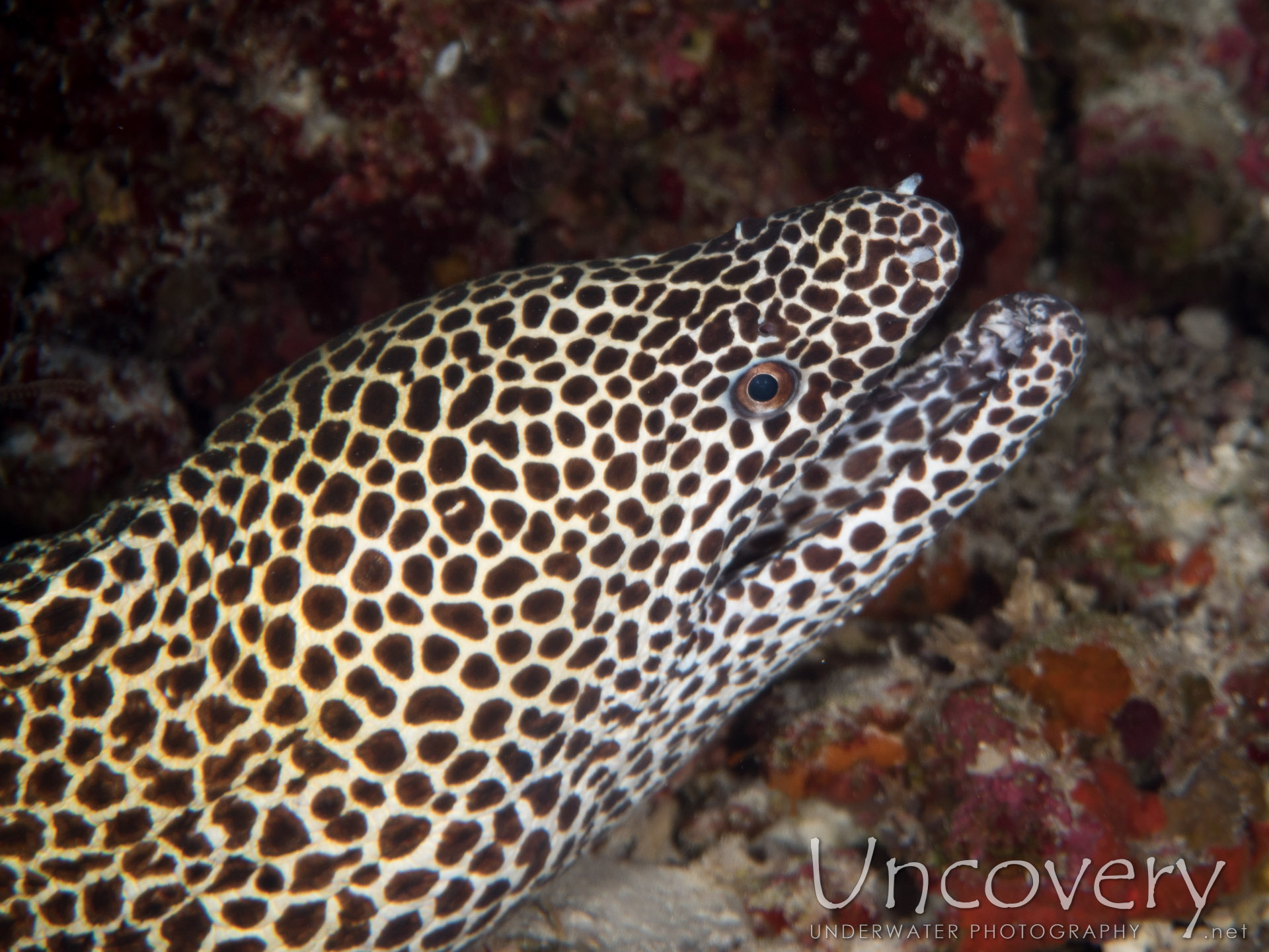 Honeycomb Moray (gymnothorax Favagineus), photo taken in Maldives, Male Atoll, North Male Atoll, Colloseum