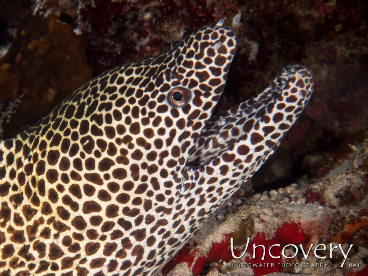 Honeycomb Moray (gymnothorax Favagineus) shot in Maldives|Male Atoll|North Male Atoll|Colloseum
