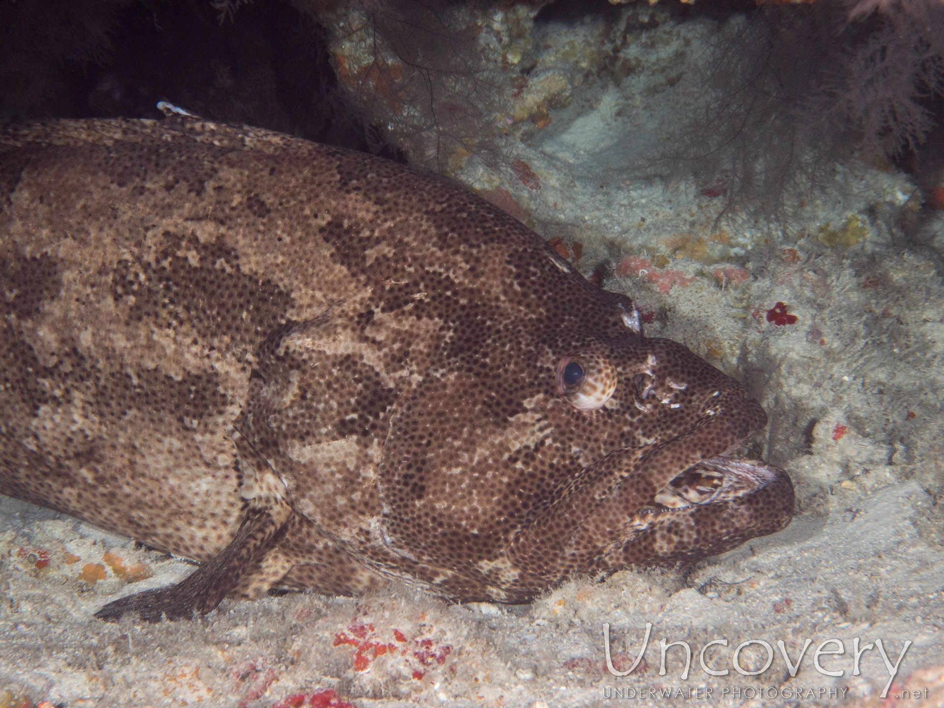 Camouflage Grouper (epinephelus Polyphekadion), photo taken in Maldives, Male Atoll, North Male Atoll, Colloseum