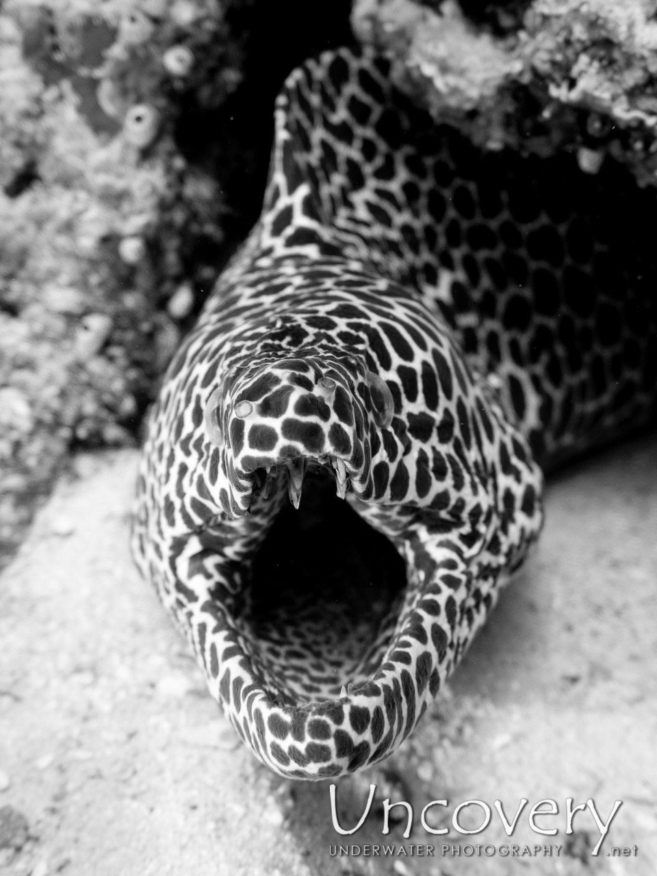 Honeycomb Moray (gymnothorax Favagineus), photo taken in Maldives, Male Atoll, North Male Atoll, Colloseum