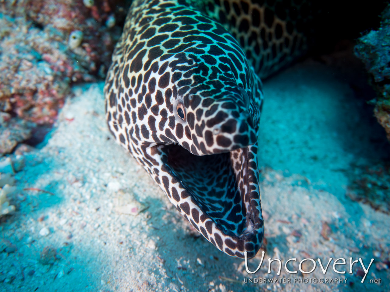 Spotted Moray (gymnothorax Isingteena) shot in Maldives|Male Atoll|North Male Atoll|Colloseum