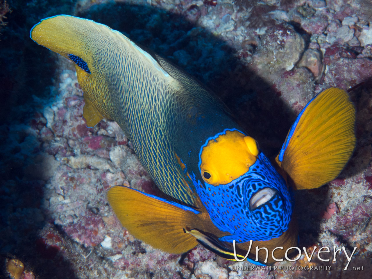 Yellowface Angelfish (pomacanthus Xanthometopon) shot in Maldives|Male Atoll|North Male Atoll|Colloseum