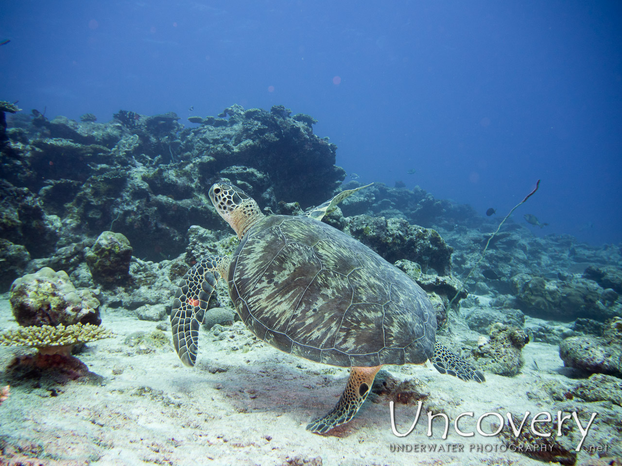Hawksbill Sea Turtle (eretmochelys Imbricata) shot in Maldives|Male Atoll|North Male Atoll|Colloseum