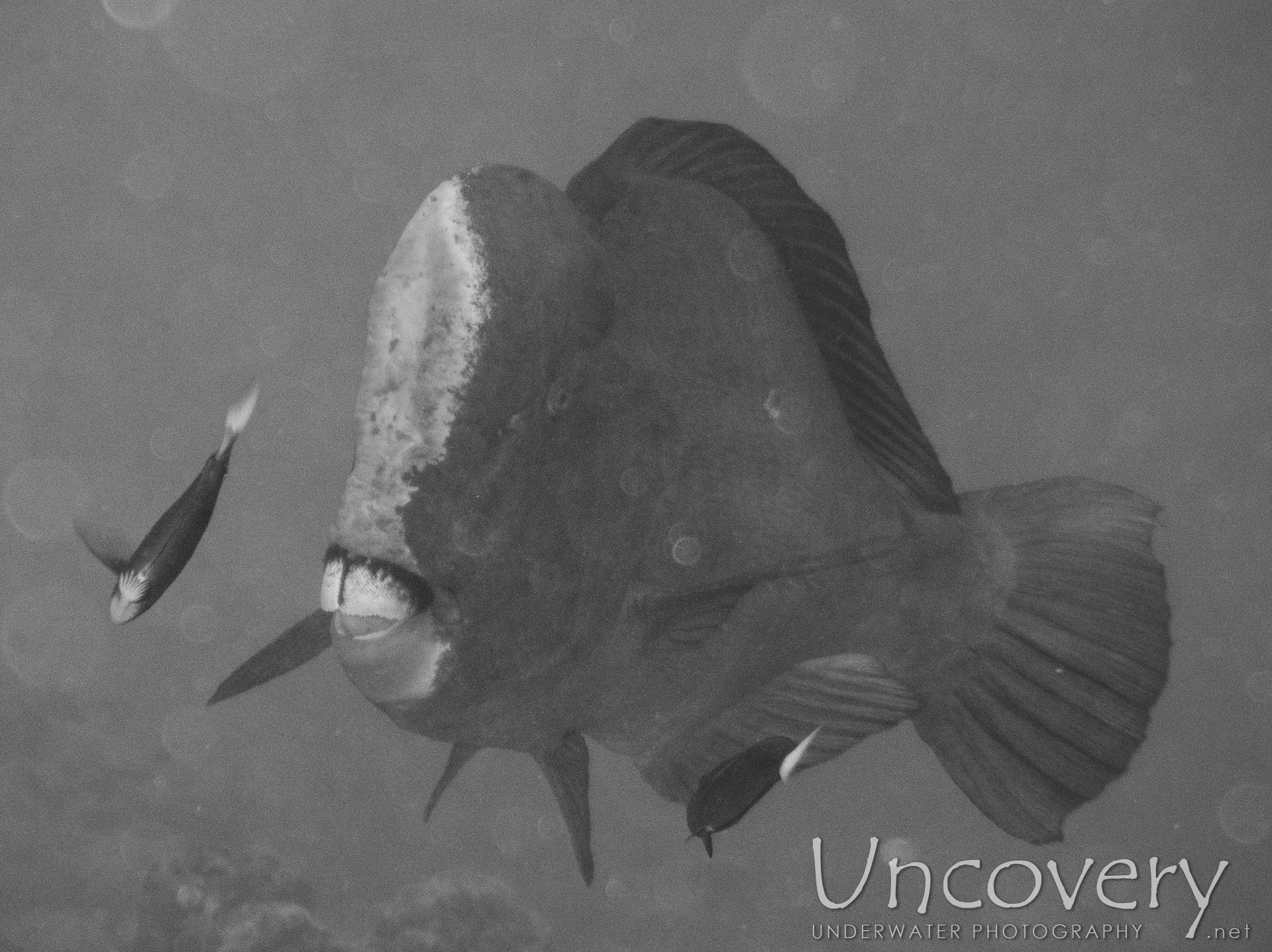 Humphead Parrotfish (bolbometopon Muricatum), photo taken in Maldives, Male Atoll, North Male Atoll, Colloseum