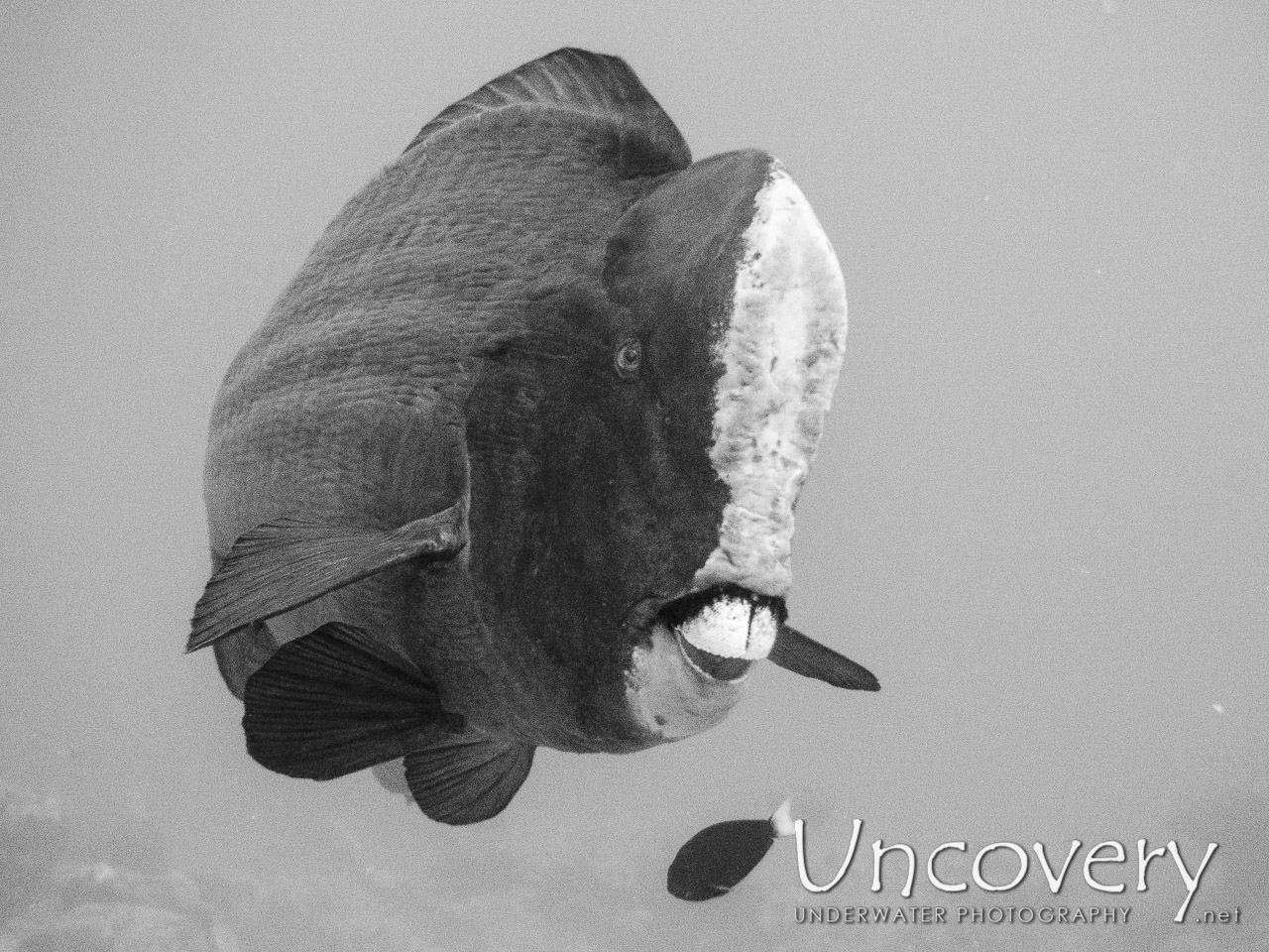 Humphead Parrotfish (bolbometopon Muricatum) shot in Maldives|Male Atoll|North Male Atoll|Colloseum