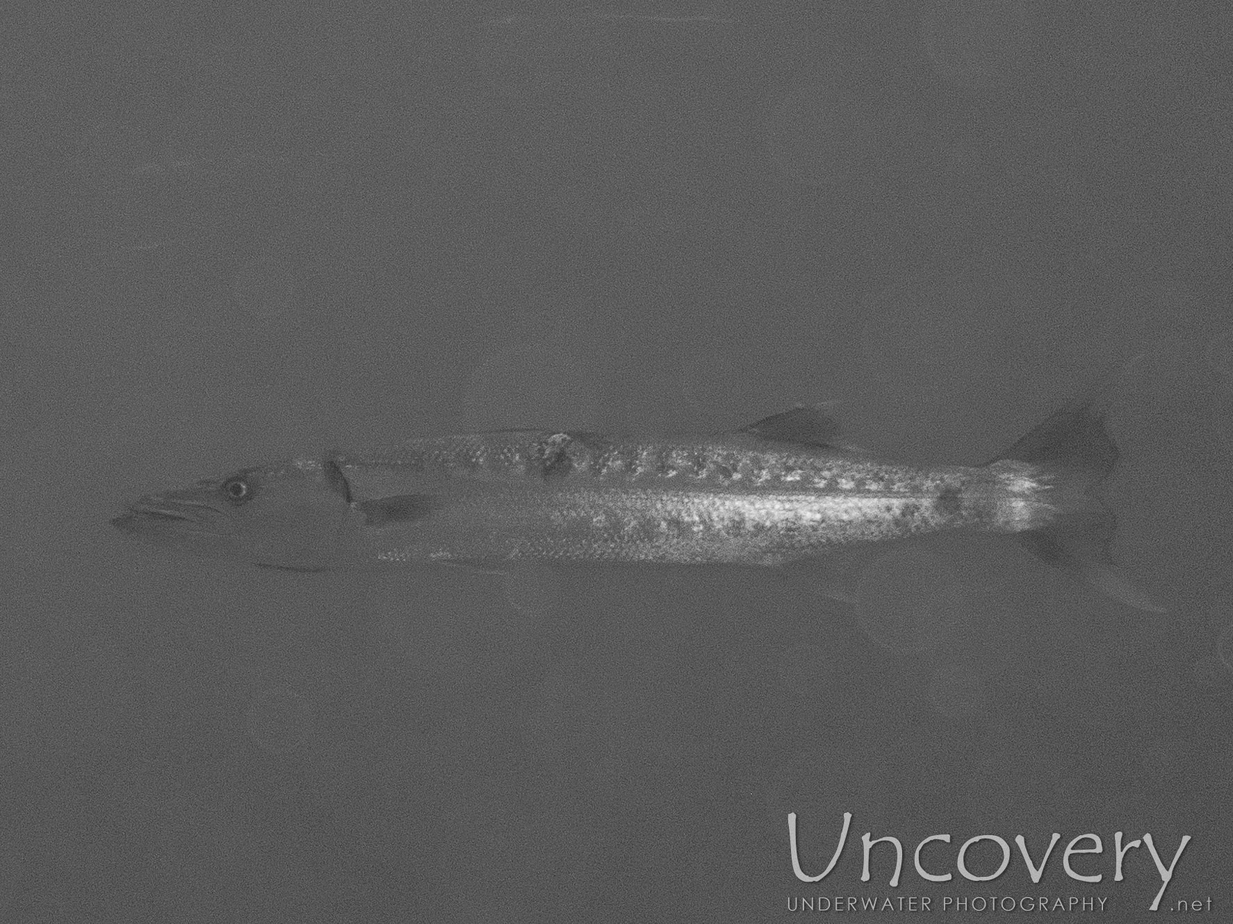 Great Barracuda (sphyraena Barracuda), photo taken in Maldives, Male Atoll, North Male Atoll, Colloseum