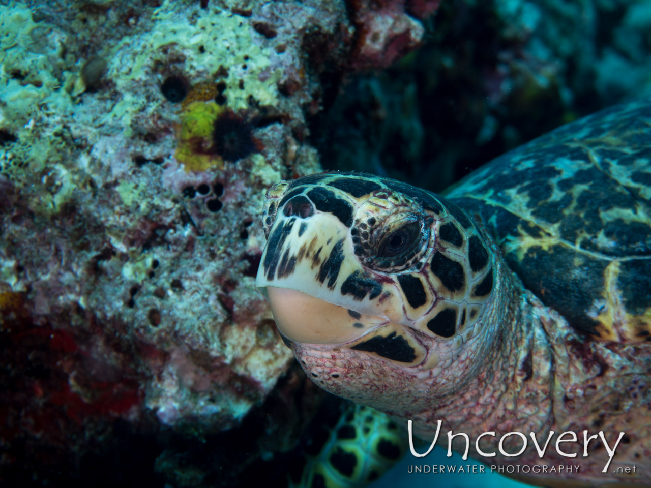 Hawksbill Sea Turtle (eretmochelys Imbricata) shot in Maldives|Male Atoll|North Male Atoll|Colloseum