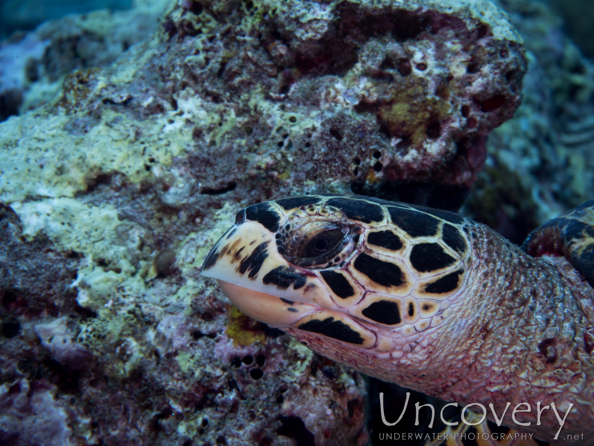 Hawksbill Sea Turtle (eretmochelys Imbricata), photo taken in Maldives, Male Atoll, North Male Atoll, Colloseum