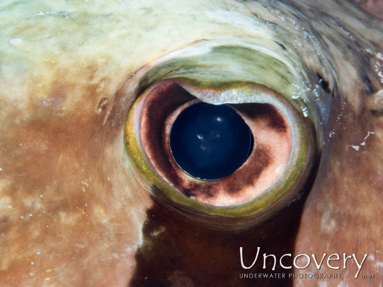 Black-blotched Porcupinefish (diodon Liturosus) shot in Maldives|Male Atoll|North Male Atoll|Kani Corner