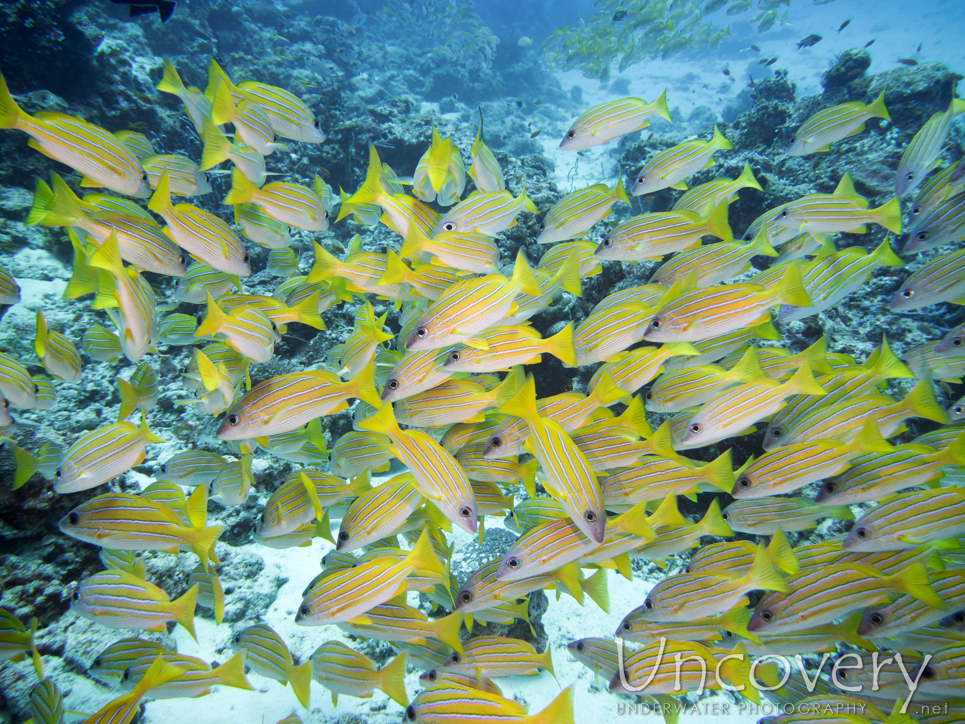 Bluestripe Snapper (lutjanus Kasmira), photo taken in Maldives, Male Atoll, North Male Atoll, Kani Corner