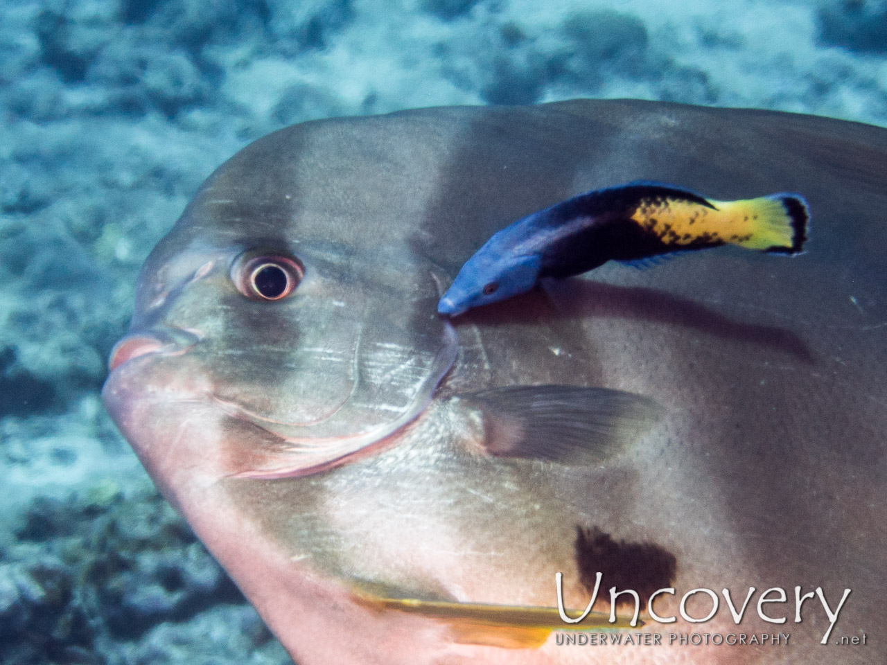Blanthead Batfish (platax Teira) shot in Maldives|Male Atoll|North Male Atoll|Kani Corner