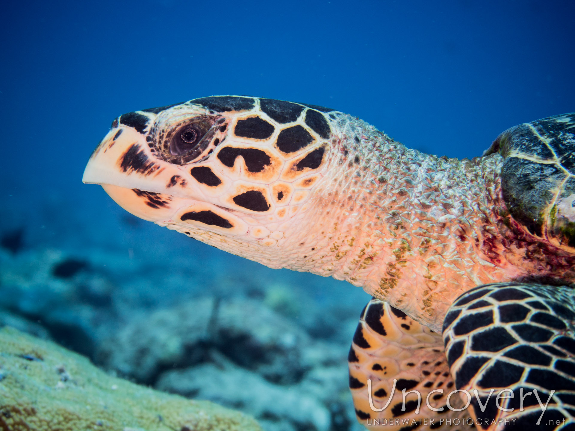 Hawksbill Sea Turtle (eretmochelys Imbricata), photo taken in Maldives, Male Atoll, North Male Atoll, Kani Corner