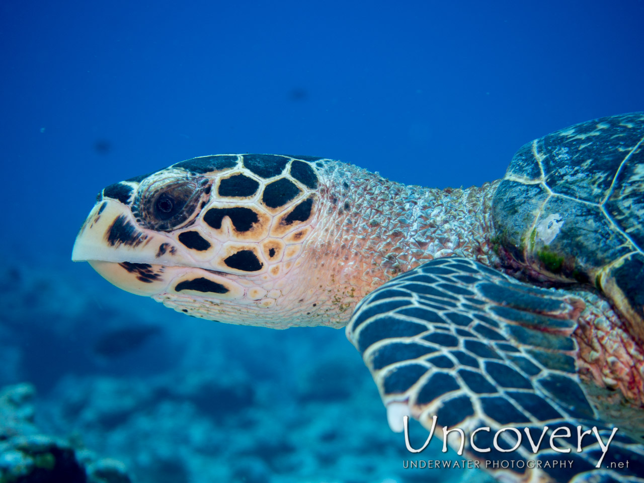 Hawksbill Sea Turtle (eretmochelys Imbricata) shot in Maldives|Male Atoll|North Male Atoll|Kani Corner