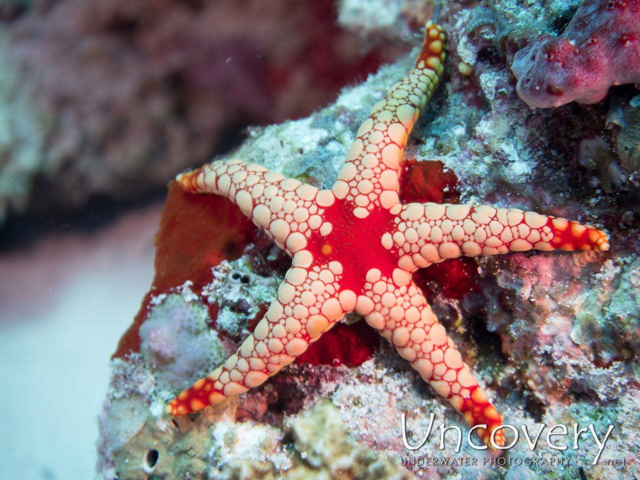 Starfish shot in Maldives|Male Atoll|North Male Atoll|Kani Corner