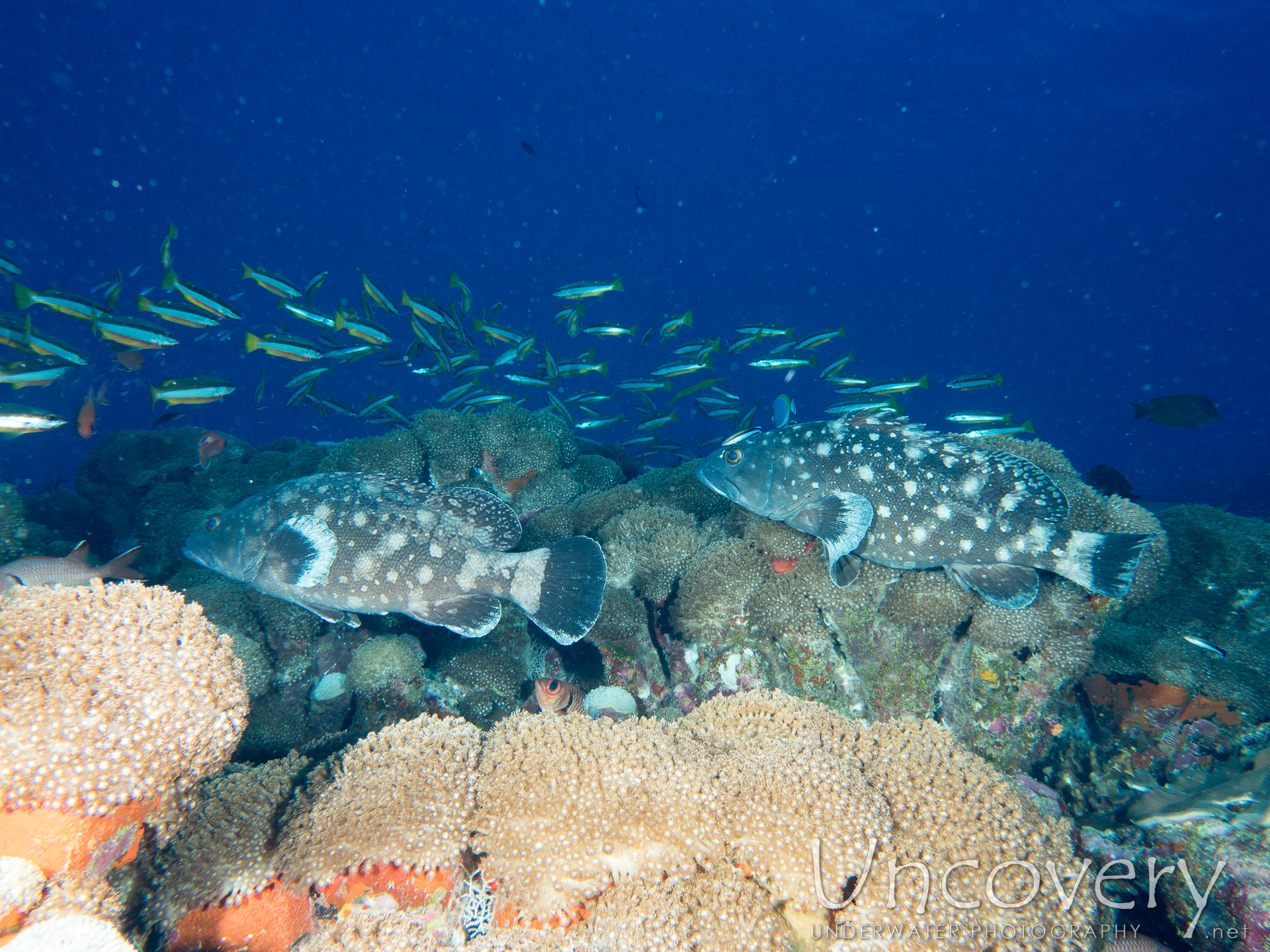 00 To Be Determined, photo taken in Maldives, Male Atoll, North Male Atoll, One Palm Beach