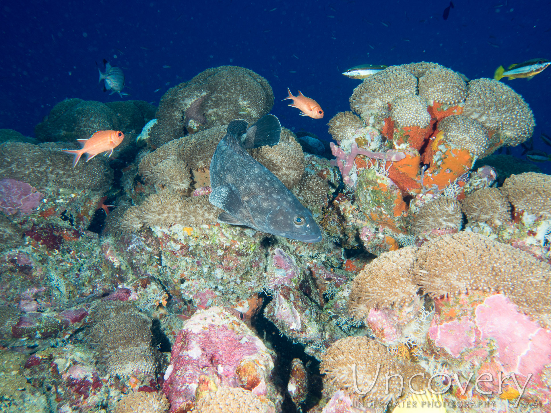 00 To Be Determined, photo taken in Maldives, Male Atoll, North Male Atoll, One Palm Beach