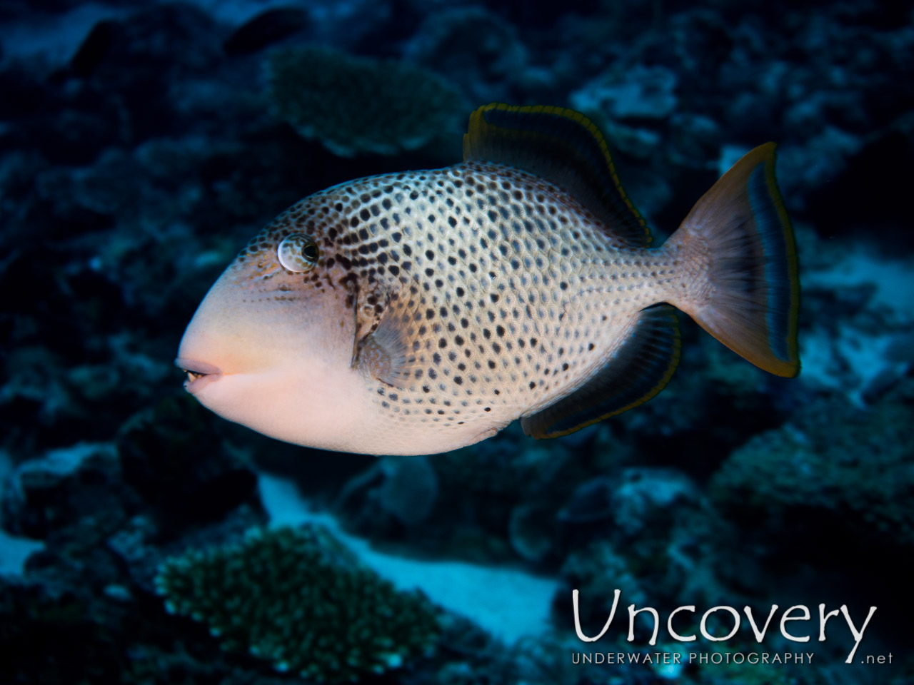 Titan Triggerfish (balistoides Viridescens), photo taken in Maldives, Male Atoll, North Male Atoll, One Palm Beach