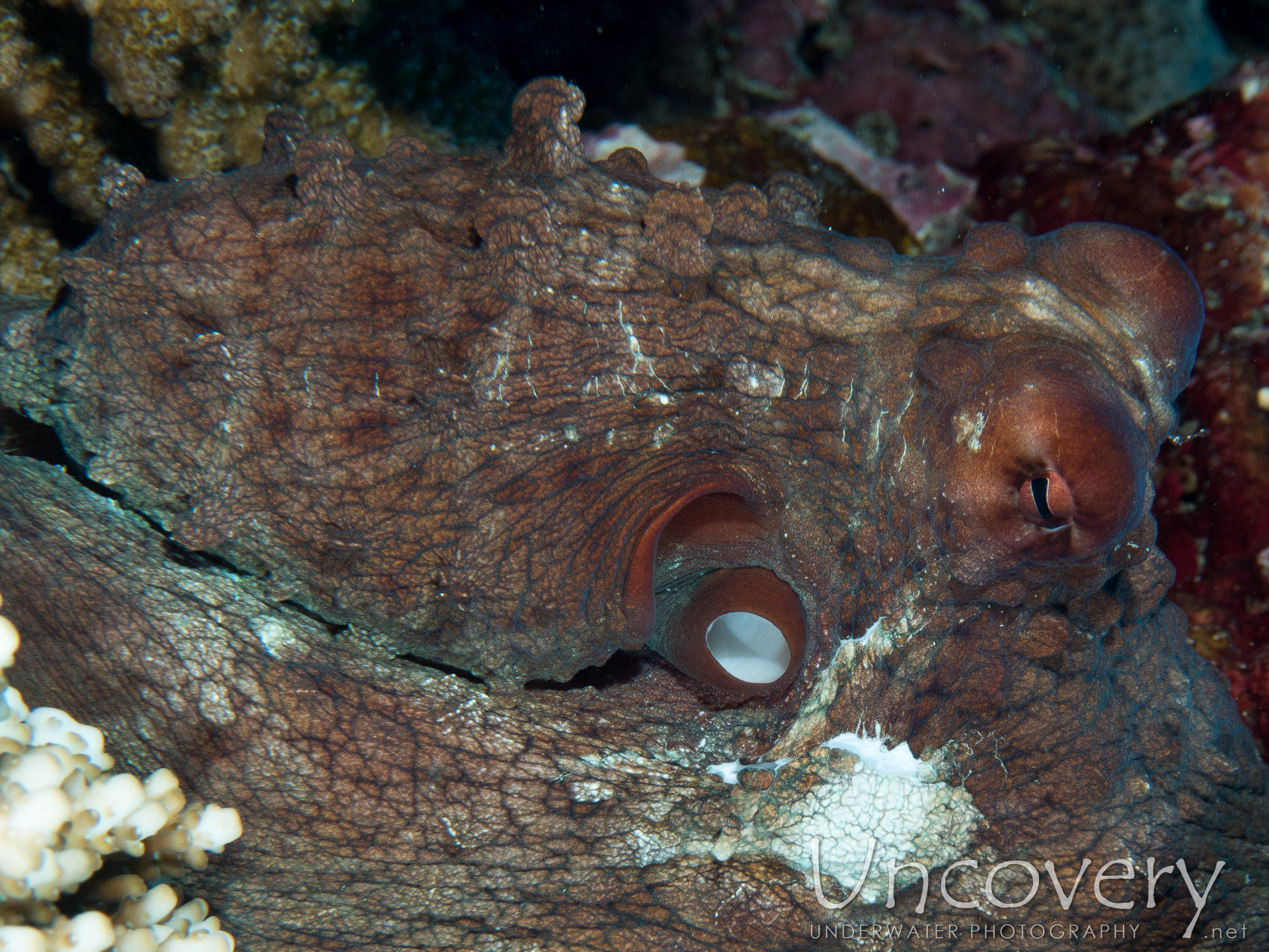 Day Octopus (octopus Cyanea), photo taken in Maldives, Male Atoll, North Male Atoll, One Palm Beach